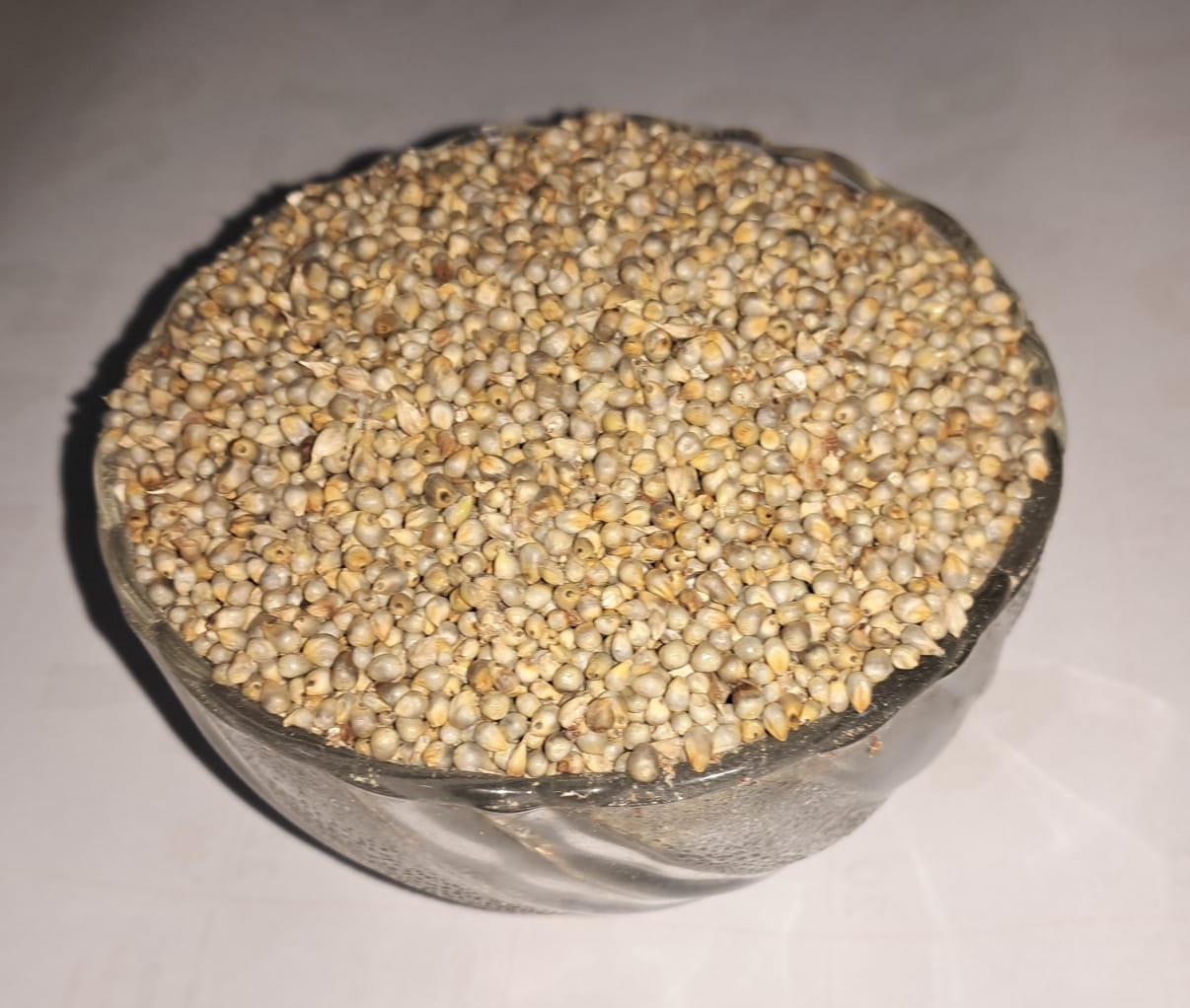 Pearl Millet