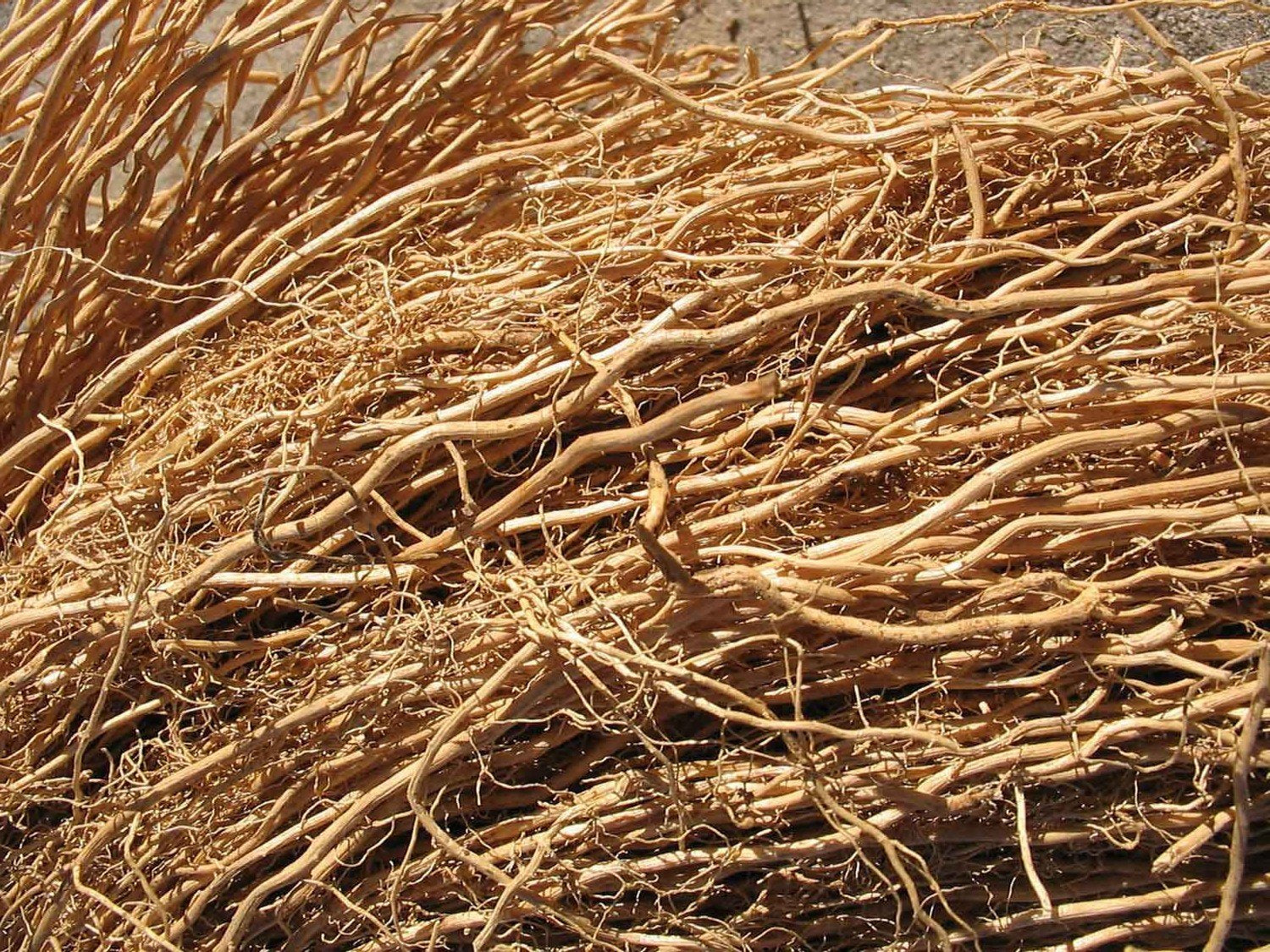 Dried Vetiver Root 50 GMS | Aromatic Roots | Khus Khus | Ramacham | Natural Flavouring Agent for Teas, drinks and Dishes | Aid Body Odour | Natural Coolant