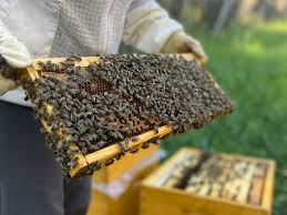 sirumalai malaival makalidam vankiya suthamana mountain honey